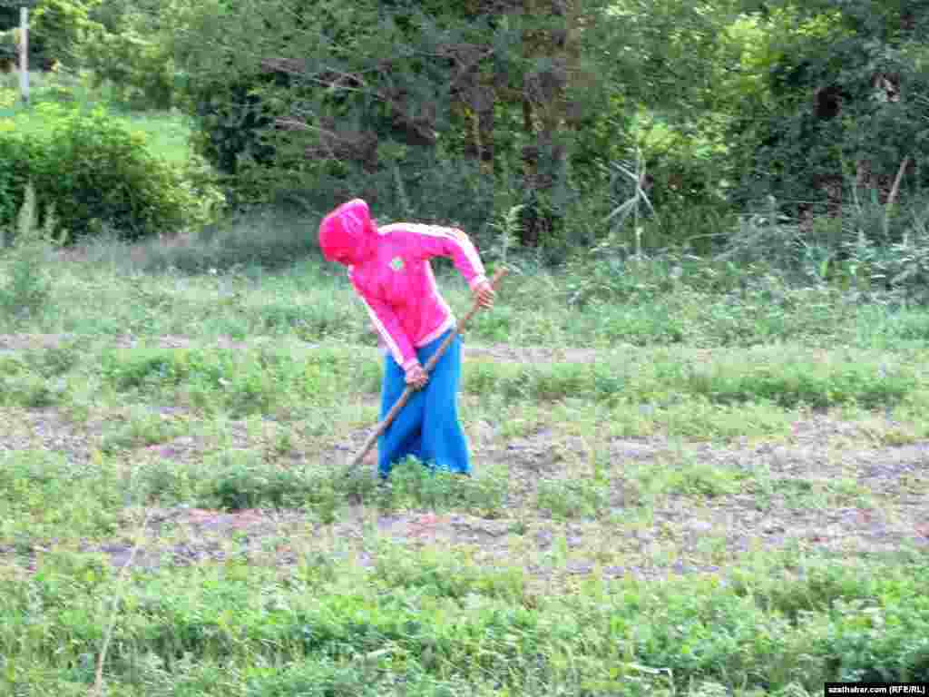 Kärendeçi daýhan zenan
