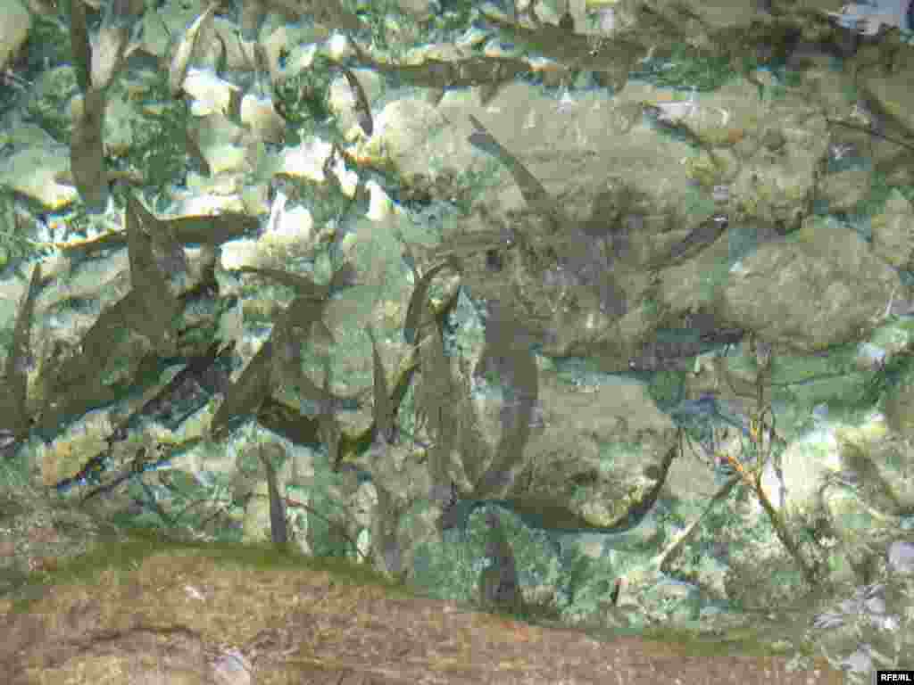 Зиёрати Чилучорчашма #31