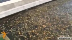 «Սևանա լիճը կվերածվի ձկնաբուծարանի»