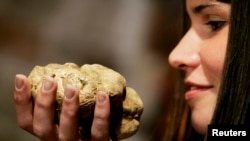 Bijeli tartufi (fotoarhiv)