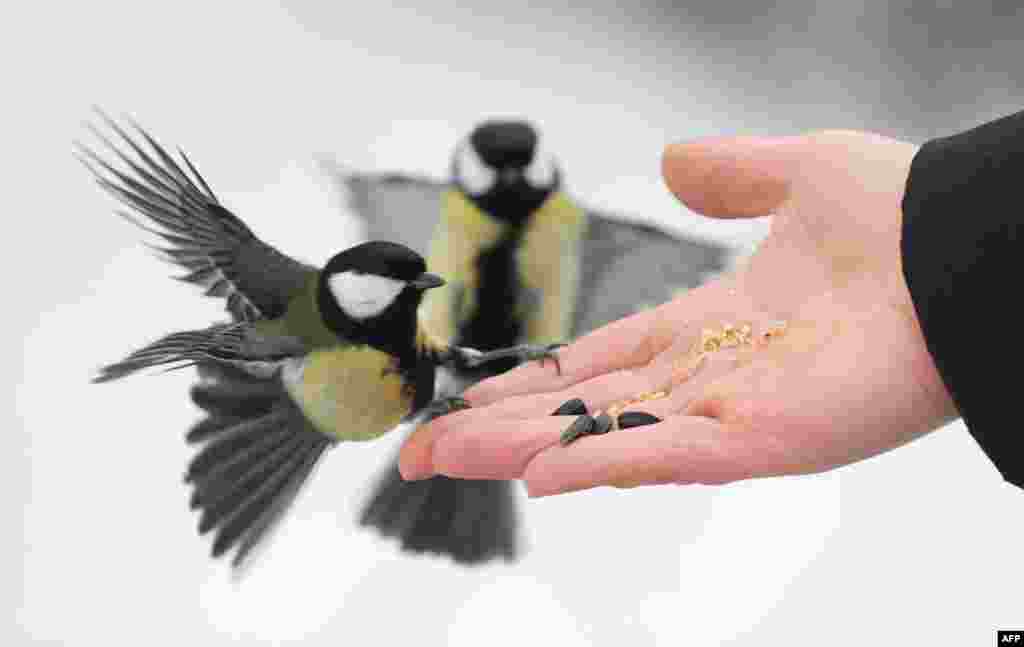 A woman feeds tomtits in a snow-blanketed park in the Belarusian capital, Minsk. (AFP/Viktor Drachev)