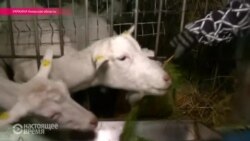 Новогодний обед в зоопарке экс-президента Януковича (видео)