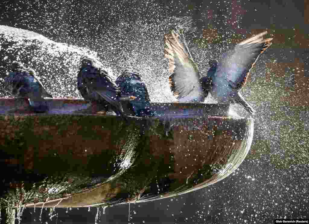 Pigeons bathe in a fountain in central Kyiv. (Reuters/Gleb Garanich)