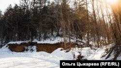 Таежный лес у деревни Гвасюги