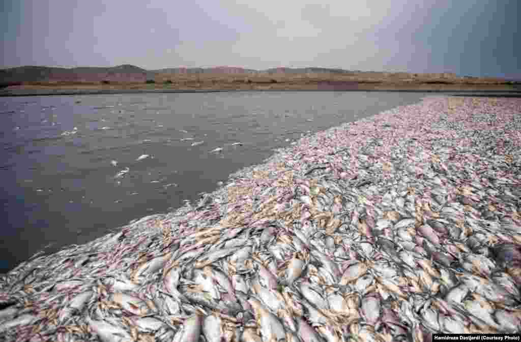 رهاسازی فاضلاب خام در آب سد، تمامی ماهی ها را از بین برده است