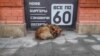 Бездомная собака в Саратове