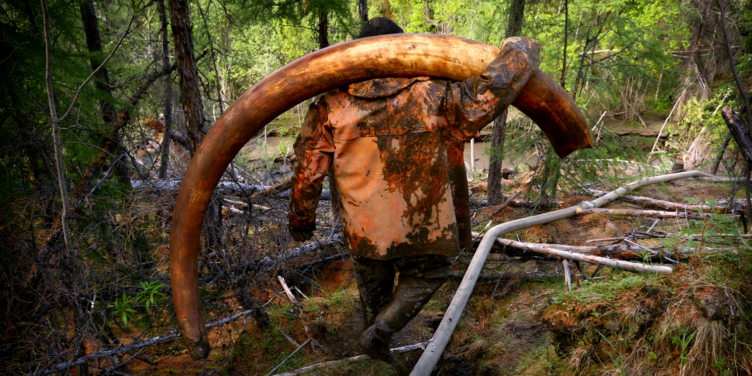 With the sale of elephant tusks under close scrutiny, “ethical ivory” from the extinct woolly mammoth is now feeding an insatiable market in China