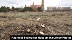 Пни на месте вырубленных рядом с парком Победы деревьев. Караганда, 22 апреля 2019 года. Фото организации «Областной экологический музей».