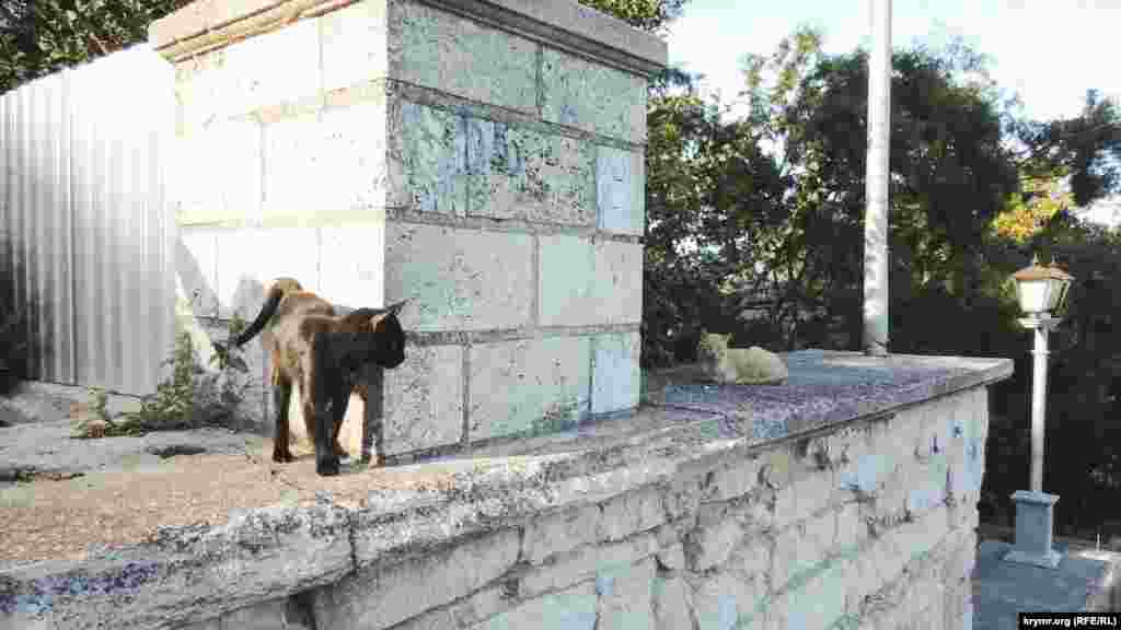Коты &ndash; постоянные обитатели Митридатской лестницы