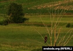 «Незалежнасьць — гэта... адлегласьць ад гвалту і небясьпекі». Балотны шуляк у мэліяраванай пойме рэчкі Гавязьнянкі. Стаўпецка-нясьвіскае Панямоньне, чэрвень 2016