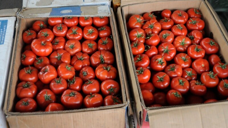 Türkmenistandan Russiýa eksport edilen 37 tonna pomidorda zyýankeş mör-möjekler tapyldy