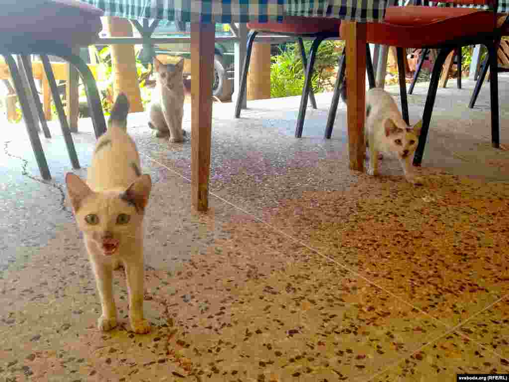 The cats of Mombasa, Kenya. (RFE/RL/Franak Viacorka)