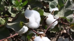 Quiz: How Much Do You Know About Cotton?