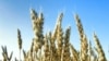 Дефицит пшеницы в мире растет из-за засухи в России 