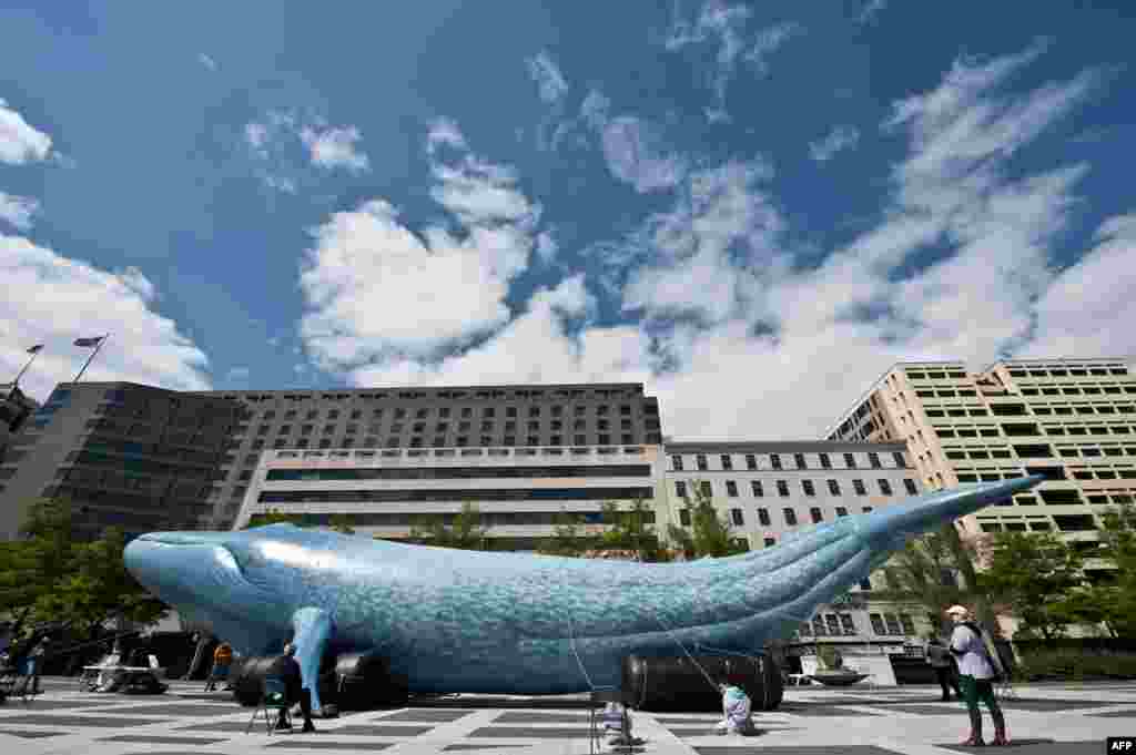 Надувной синий кит в натуральную величину&nbsp;устанавлен на Freedom Plaza в Вашингтоне. Общество защиты &nbsp;китов требует от судовладельцев использования альтернативных способов доставки и уменьшения скорость судов в северо-восточной части Тихого океана&nbsp;(AFP/Nicholas Kamm)
