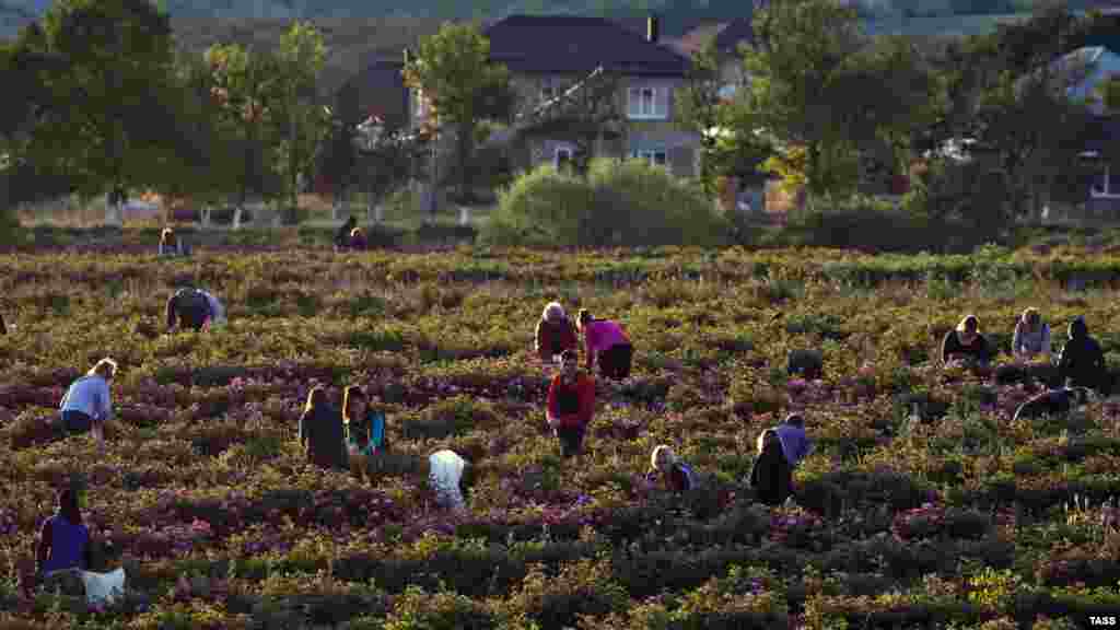 До сходу сонця приблизно 150 осіб відправляються на поле для збору врожаю квітів