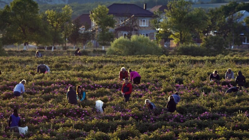 Цветущий Крым: в Тургеневке собирают урожай лепестков роз (фотогалерея)