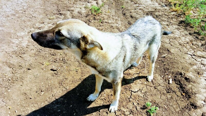 За три года в Казани отловили более 12 тысяч собак