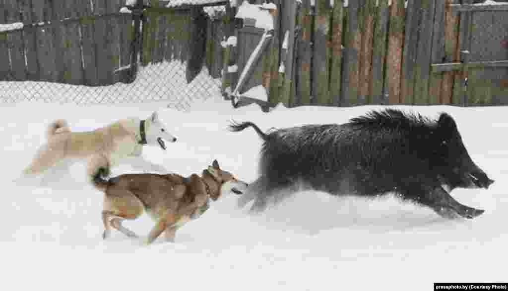 Husky dogs hunting a boar by photographer Alyaksey Matsyushkou.