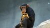 У шимпанзе гораздо больше общего с человеком, чем считалось раньше