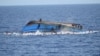 در اثر غرق شدن یک قایق در سواحل شرقی ایتالیا حدود ۳۰ تن جان باختند