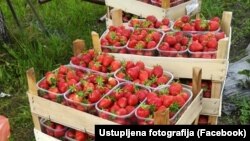 Jagode u prodaji preko Facebook grupe