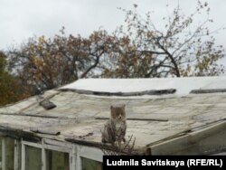 Новоржев