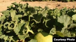 USA - first ever uzbek melon in USA, Arizona state