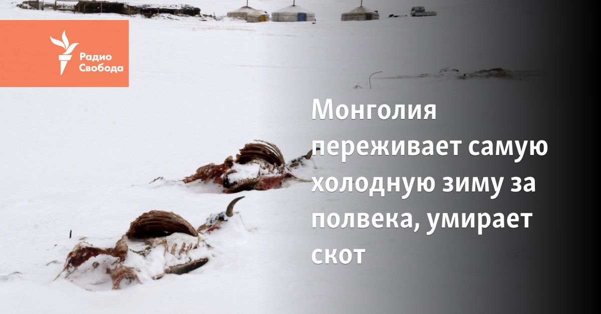 Mongolia is experiencing the coldest winter in 50 years, livestock are dying en masse