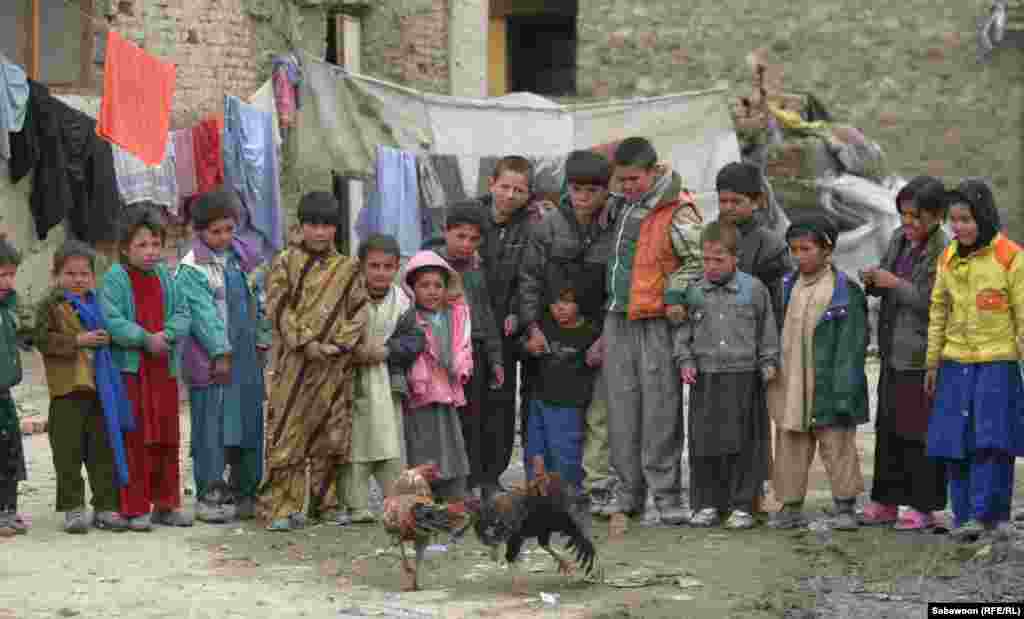 Kabulda k&ouml;&ccedil;k&uuml;n d&uuml;şərgəsində xoruz d&ouml;y&uuml;ş&uuml;,&nbsp;3 oktyabr 2012