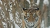 Владивосток: гулявшего по городу тигра ученые сочли неопасным 