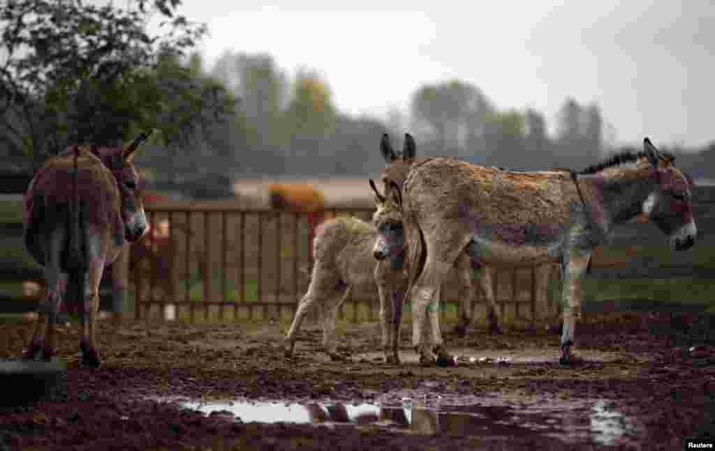 Donkeys stand at a farm in Zasavica Resort