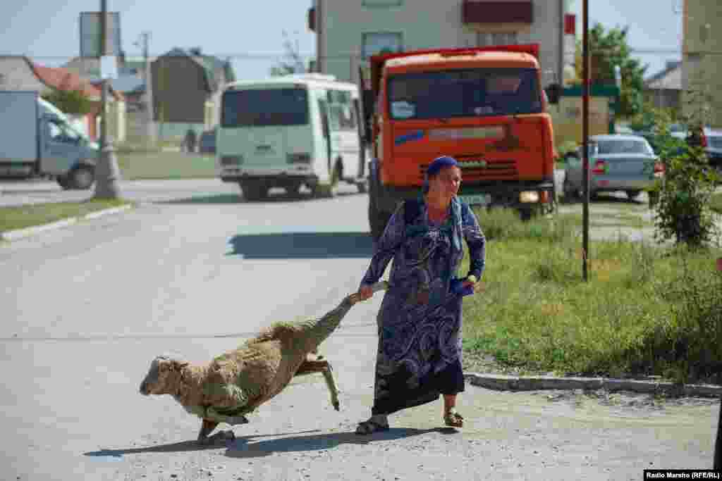 A Chechen woman takes a sheep to the slaughter for the holiday celebration.&nbsp;