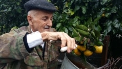 Heybət Hüseynov: 'Bir ağacdan 50-60 kiloqram narıngi yığmışdım. Limonları isə qışda bükürəm. Bir azdan bükəcəyəm'