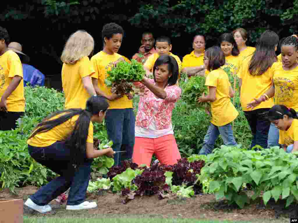 Первая леди США Мишель Обама собрала с детьми урожай с огорода перед Белым домом - 50 кг салата, фасоли, зеленого горошка и кабачков