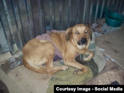 Умирающая собака в Астрахани после стерилизации по государственной программе