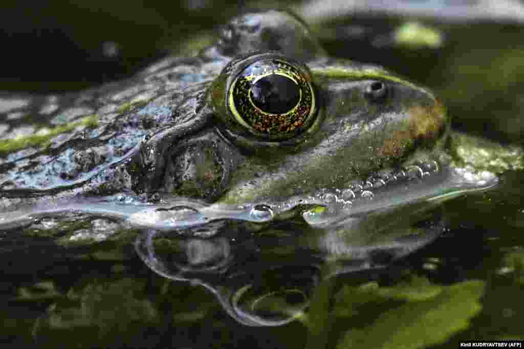 A frog swims in the water of a pond in a park on the outskirts of Moscow. (AFP/Kirill Kudryavtsev) 