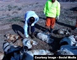 A photo shared on social media of the apparent application of lethal injections to stray dogs.