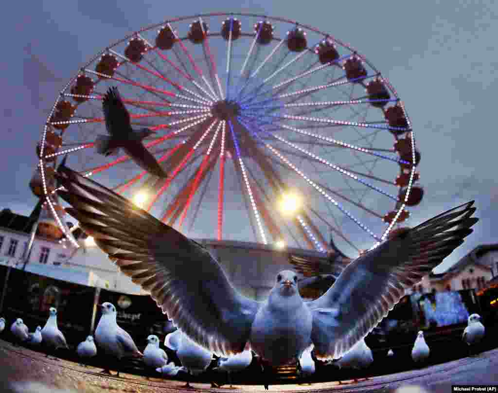 A seagull in front of a Ferris wheel at the Christmas market in Schwerin, Germany. (AP/Michael Probst)