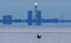 "Газпром" сжигает газ, который не подается по "Северному потоку - 1". Побережье Финского залива в Ленинградской области