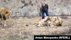 Олег Зубков со своими львами в зоопарке "Тайган"