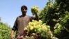 کاهش حاصلات انگور در ولایت هرات؛ دهقانان از خشکسالی و نبود صادرات به خارج نگران اند 