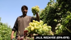 حاصلات انگور افغانستان