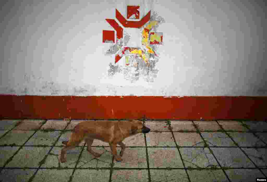 A dog walks past the Olympic snowflake logo on the wall of the Kosevo Stadium, the venue of the opening ceremony in 1984. 