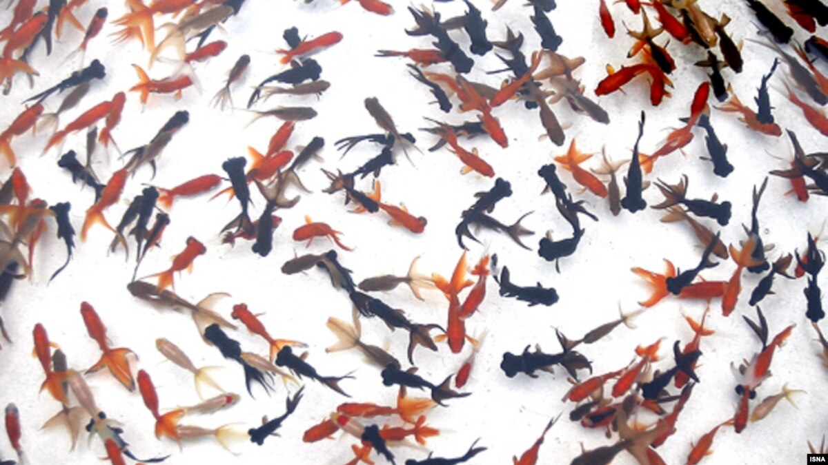 6D4E9444 6624 41DA 885E 3EC34FAE4DD0_w1200_r1_s