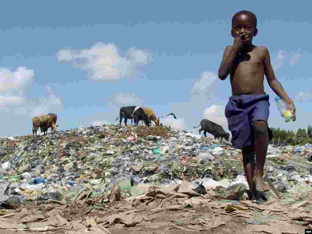 A boy grazes cattle at a dump in Dar es Salaam in August (epa) - The Stern report notes that the world's poorest countries will feel the effects of global warming first and most severely, and will have the fewest options for coping with them.