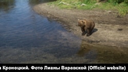 Медведь на берегу реки Хакыцин