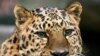 Амурский леопард. (<i><a href = "http://de.wikipedia.org/wiki/Bild:Amurleopard-03.jpg" target=_blank>Panthera pardus orientalis</a></i>)