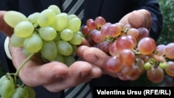 Decizia vizează prunele, strugurii de masă, merele, roșiile, usturoiul, cireșele și sucul de struguri moldovenești.