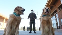 Psi koji otkrivaju korona virus, Čile